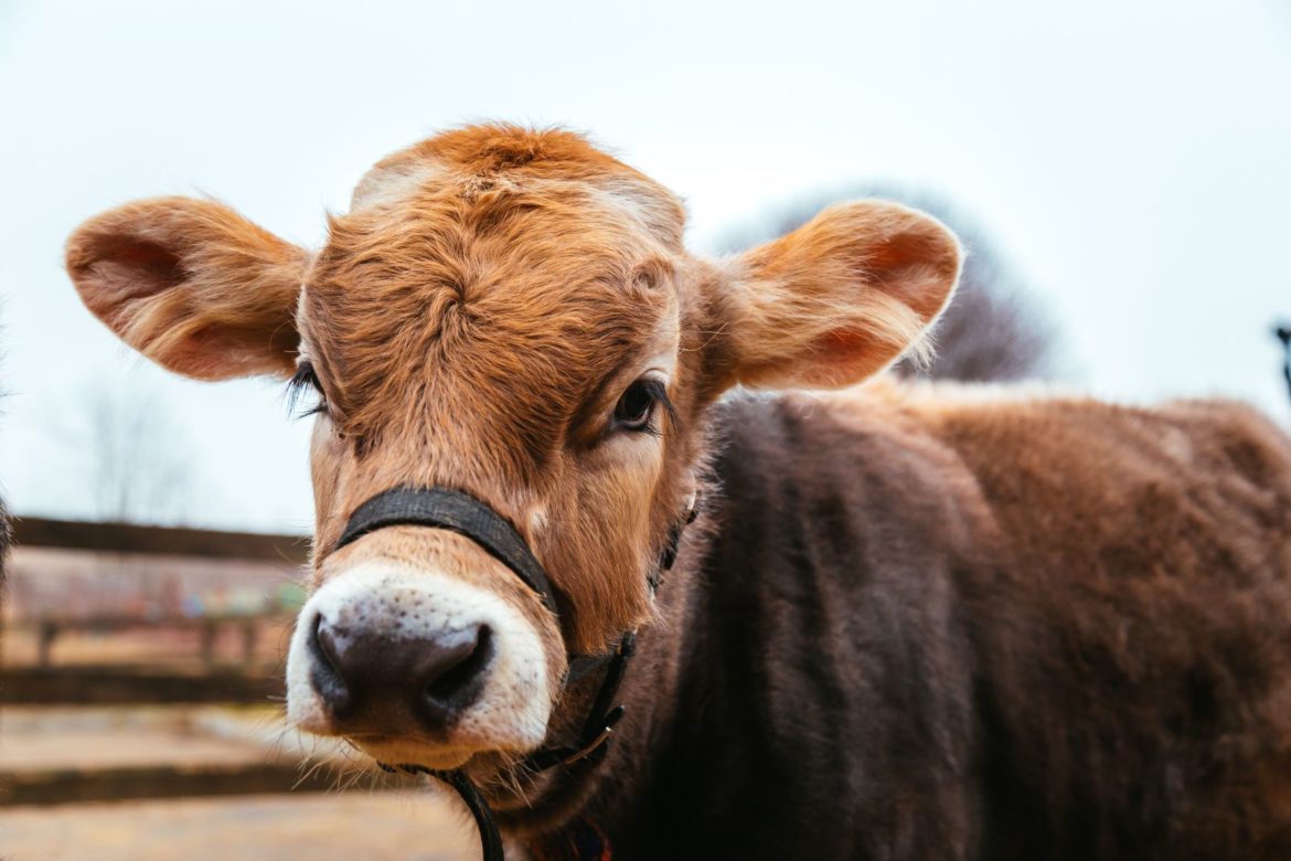 Tehénvédelmi Programunk