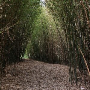 Family Exclusive Package