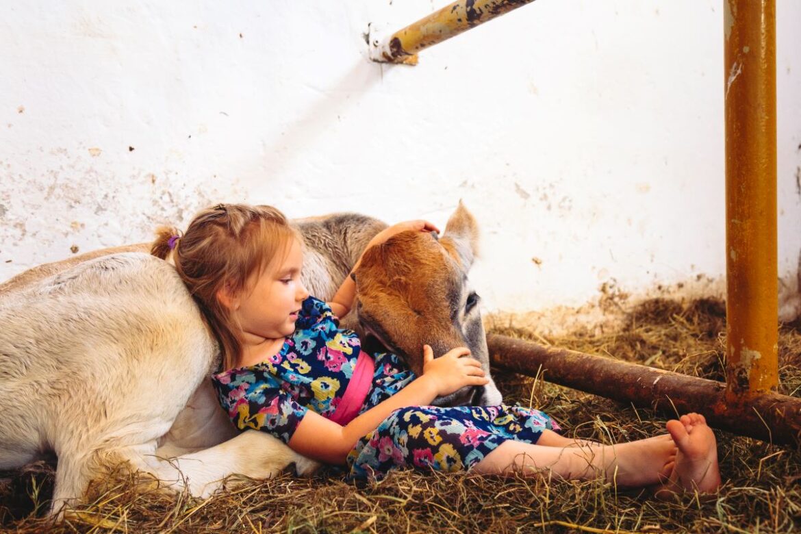 A TEHÉNBARÁT KULTÚRA